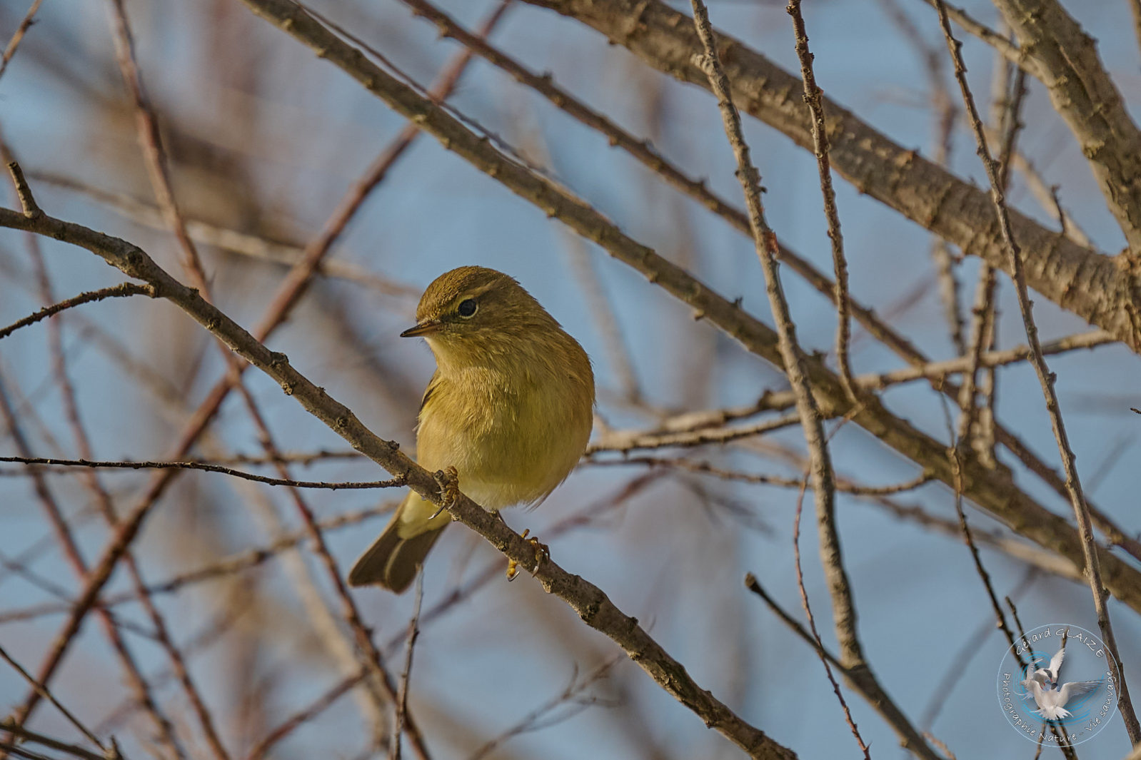 Pouillot véloce - Common Chiffchaff