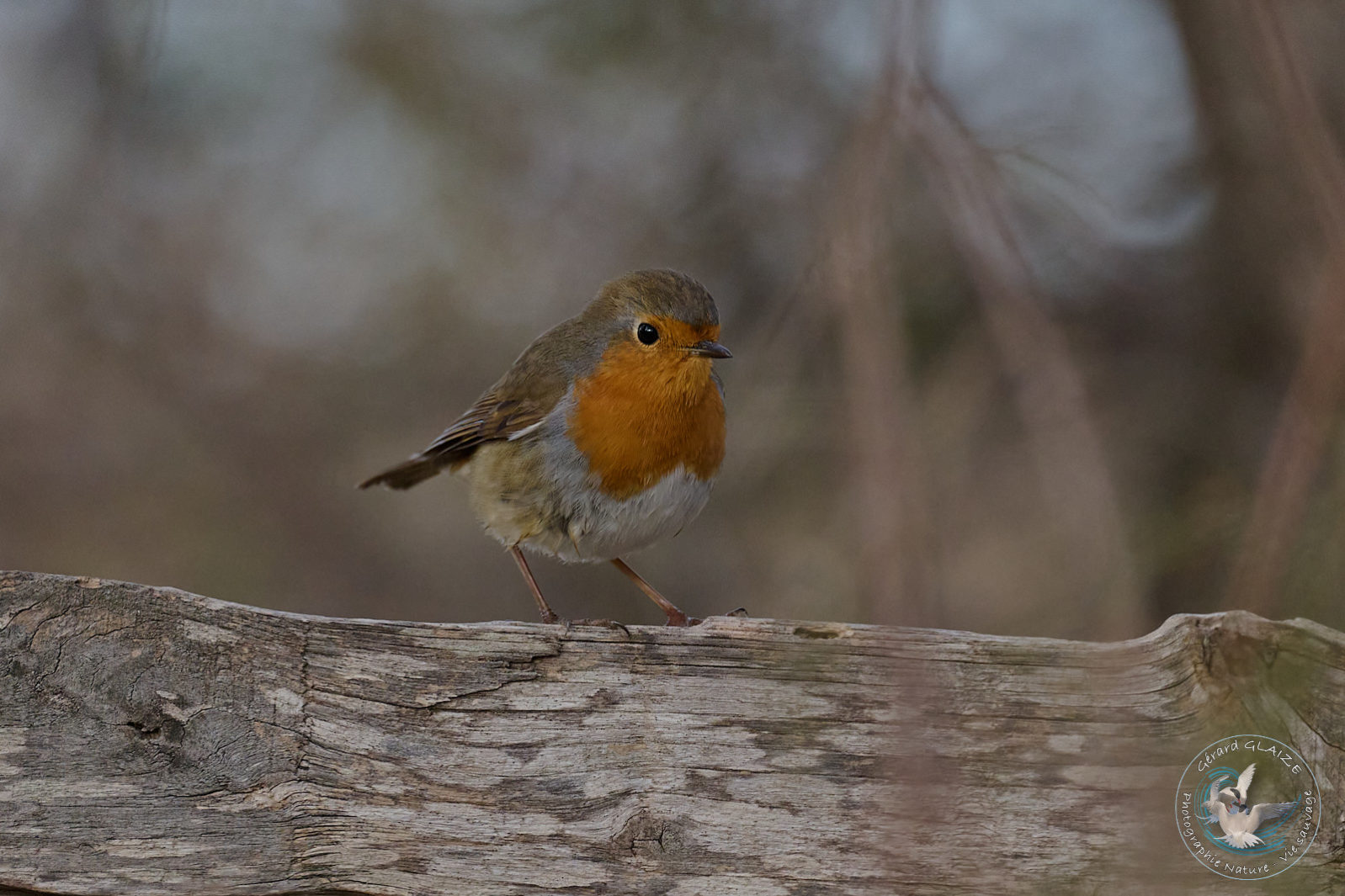 Rougegorge familier - European Robin