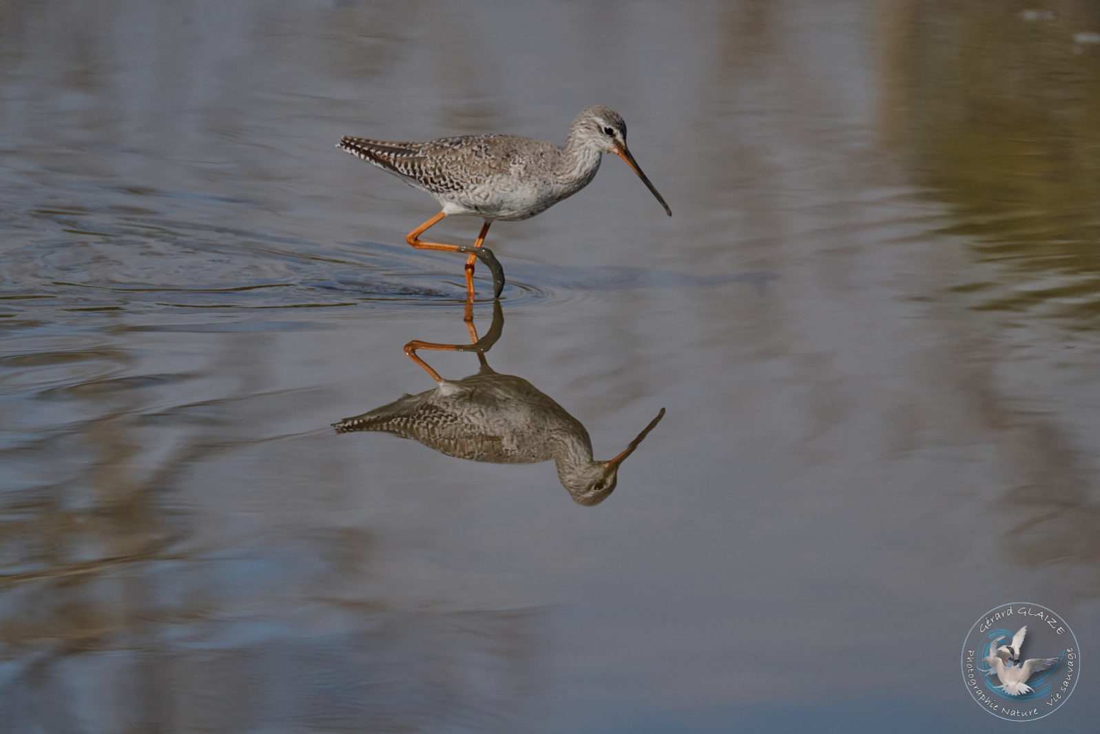 Favorites 2024 - Chevalier Arlequin - Spotted Redshank