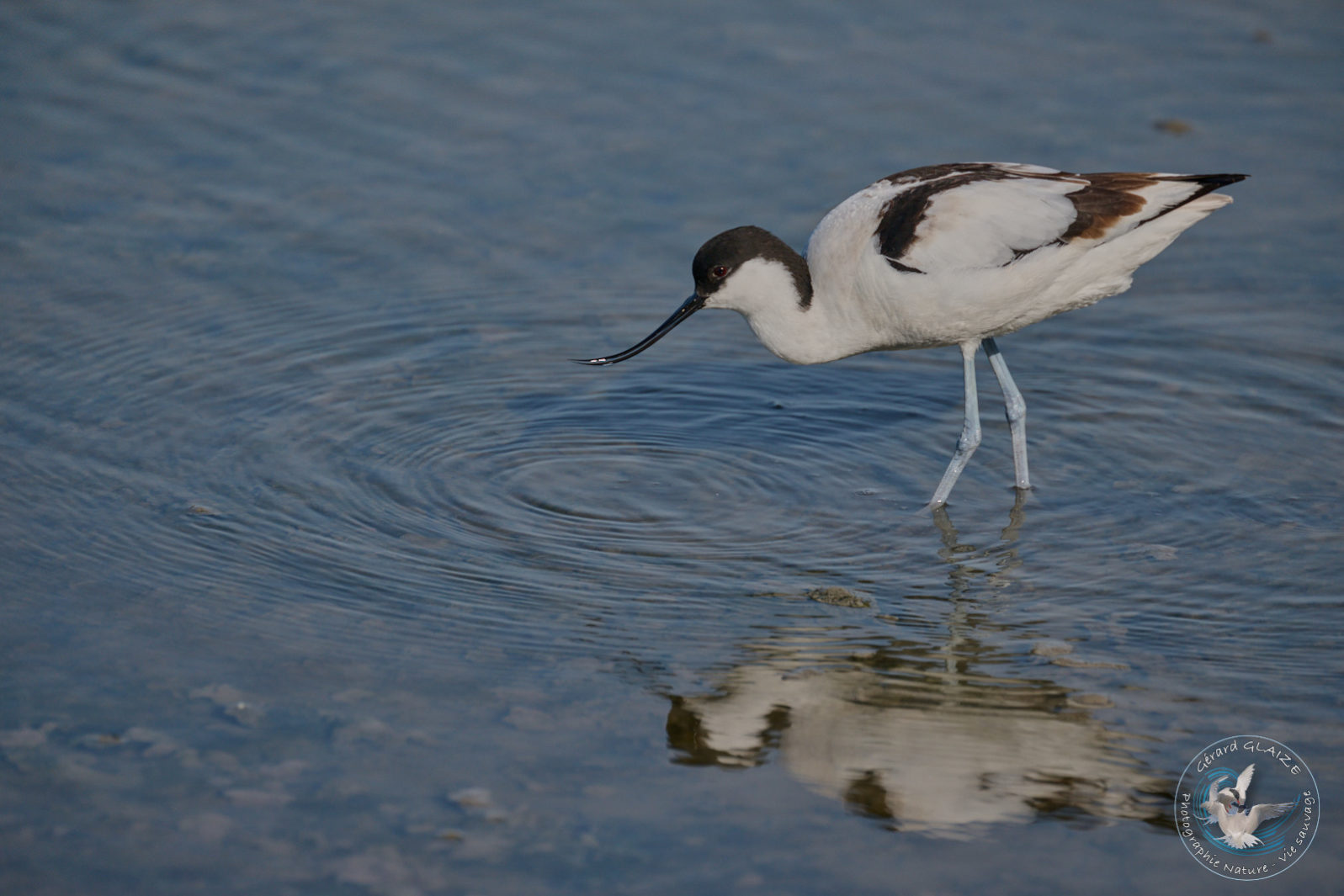 Favorites 2024 - Avocette élégante - Pied Avocet