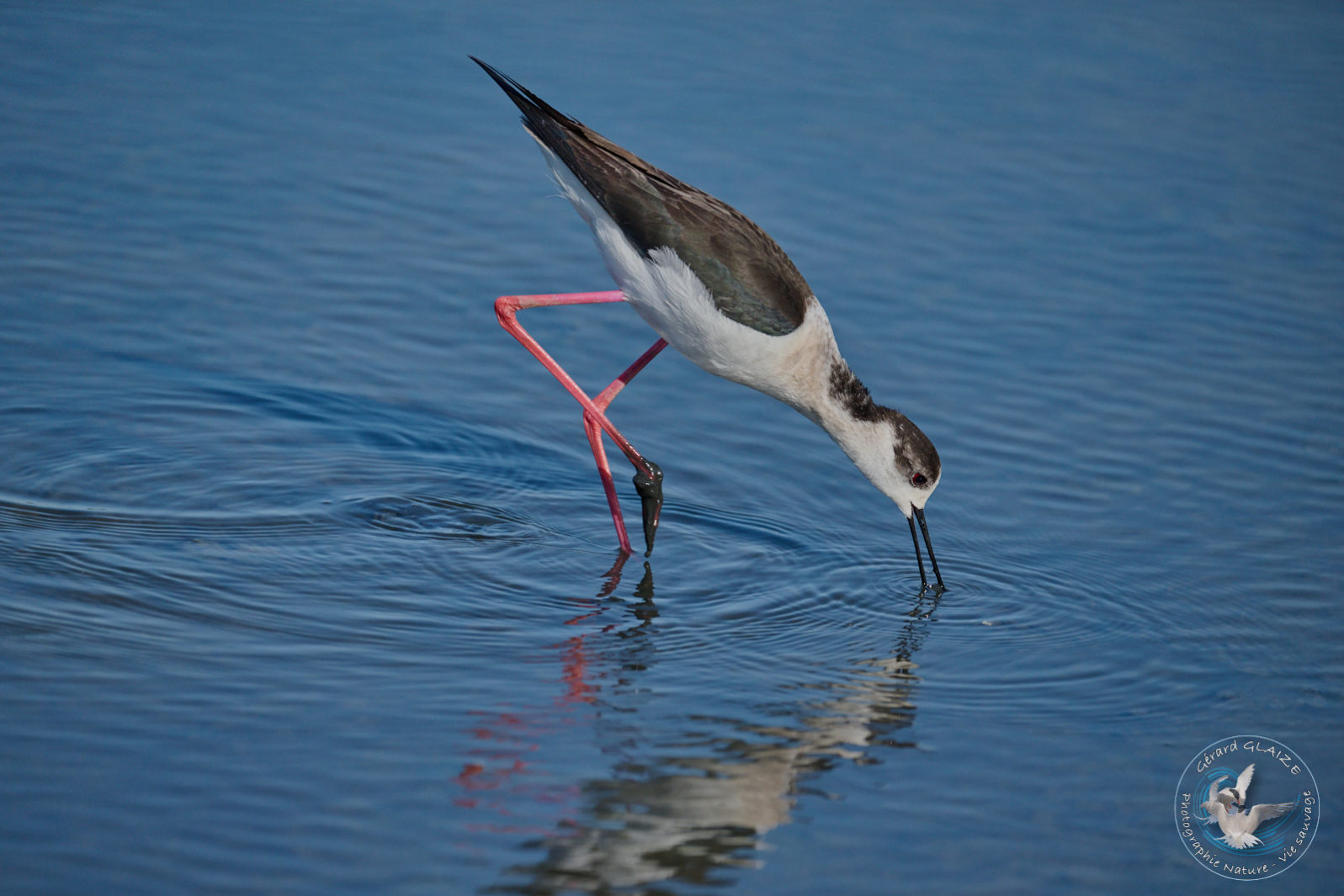 Favorites 2024 - Echasse blanche - Black-winged Stilt