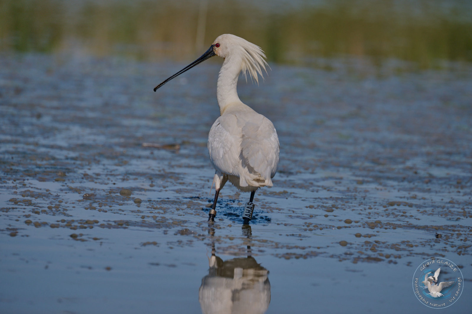 Favorites 2024 - Spatule blanche - Eurasian Spoonbill