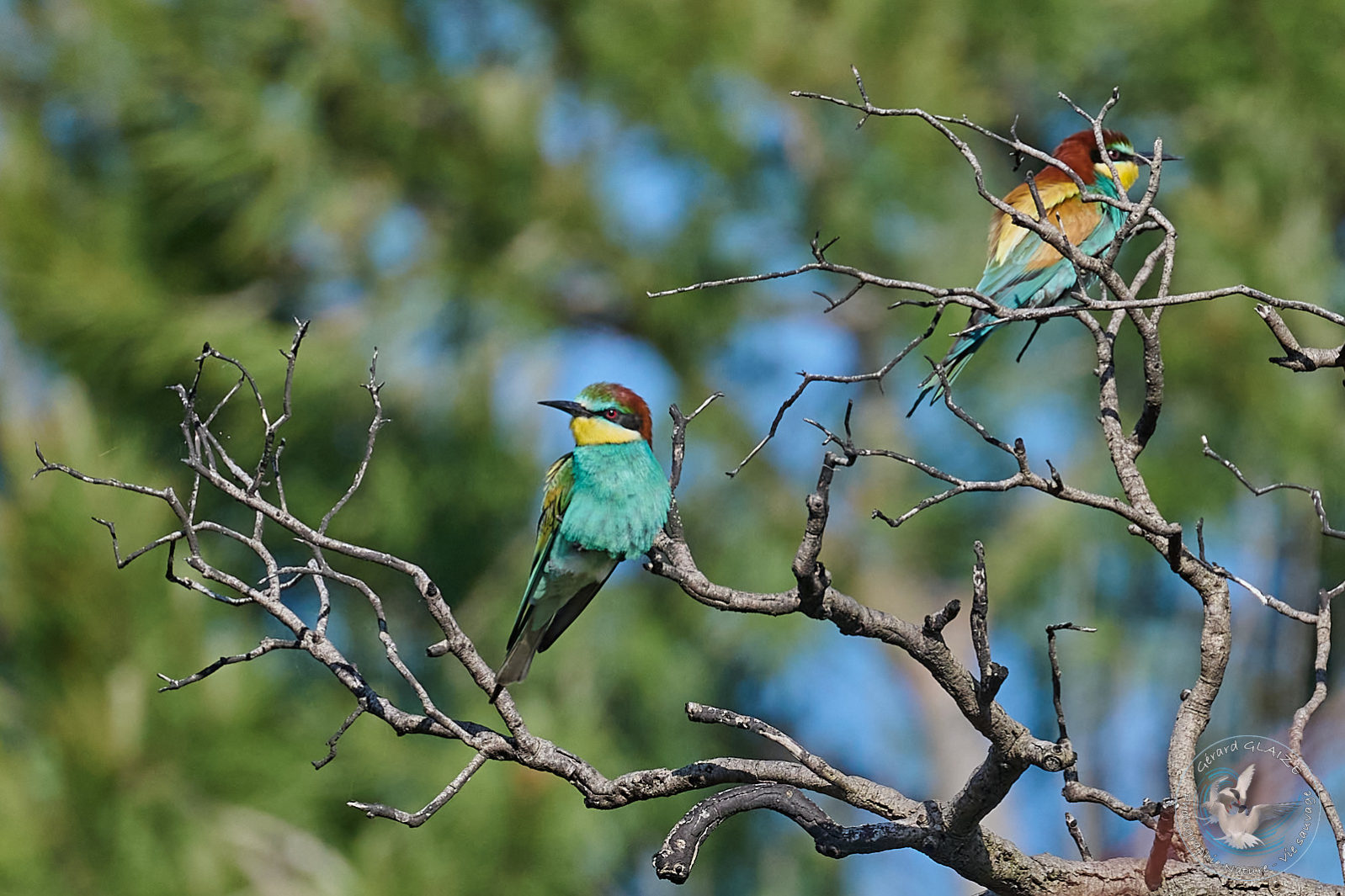 Favorites 2024 - Guêpier d'Europe - European Bee-eater