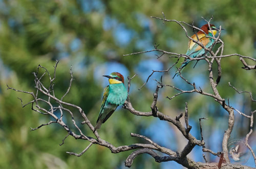 Favorites 2024 - Guêpier d'Europe - European Bee-eater