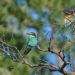 Favorites 2024 - Guêpier d'Europe - European Bee-eater