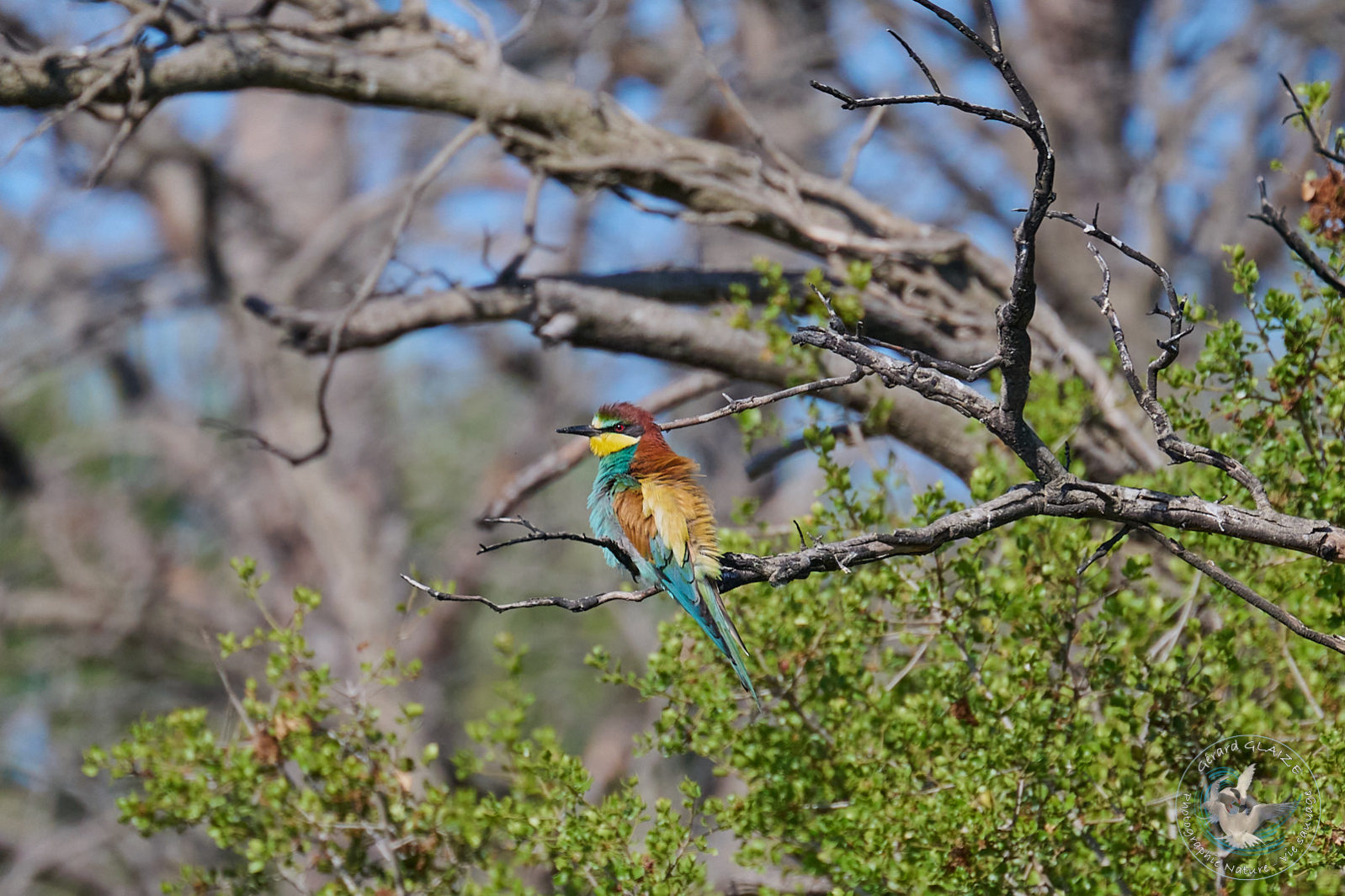 Favorites 2024 - Guêpier d'Europe - European Bee-eater