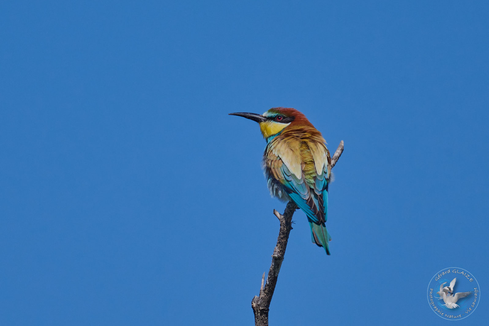 Favorites 2024 - Guêpier d'Europe - European Bee-eater