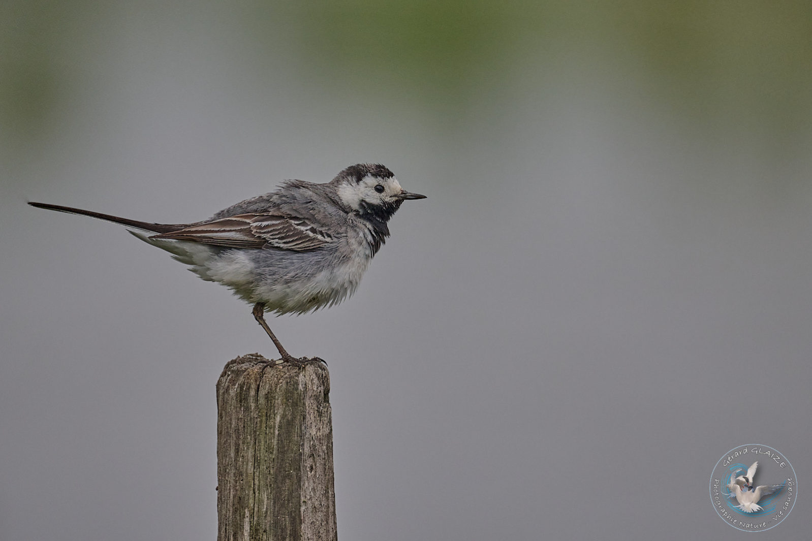 Favorites 2024 - Bergeronnette grise - White Wagtail