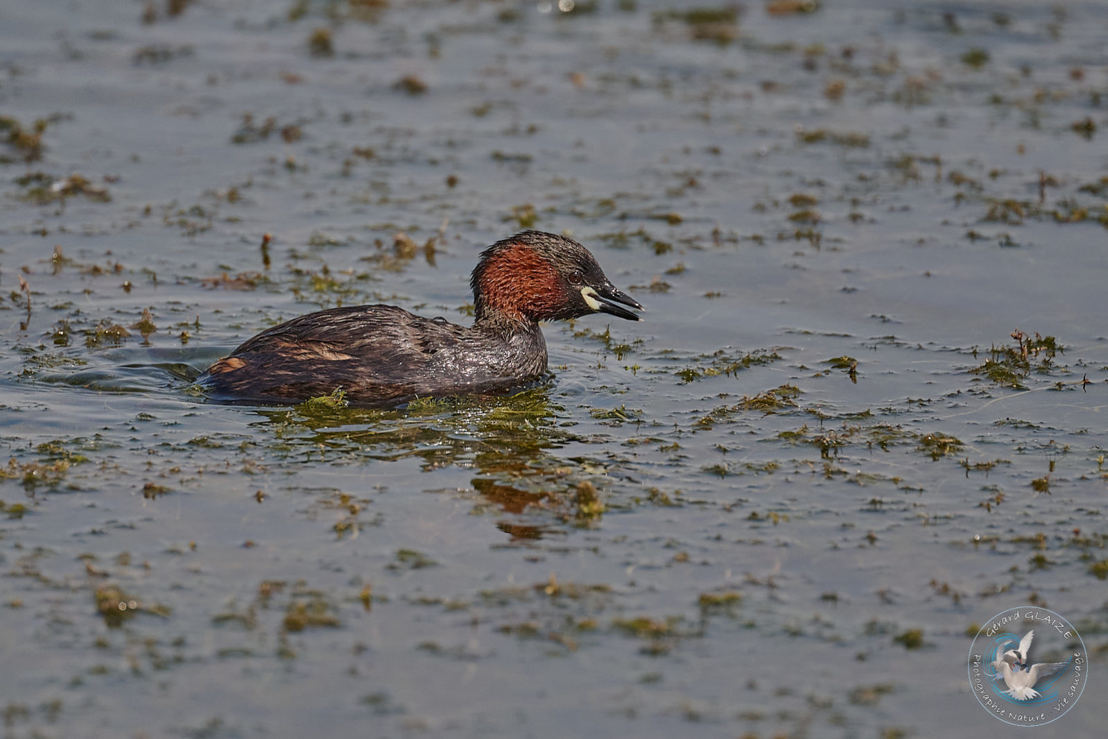 Favorites 2024 - Grèbe Castagneux - Little grebe