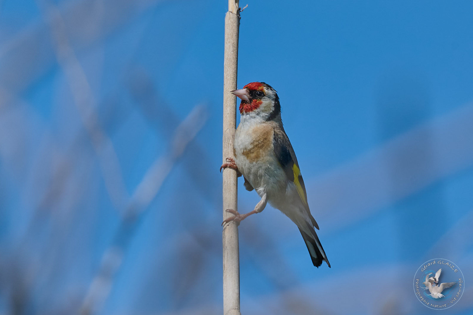 Favorites 2024 - Chardonneret élégant - European Goldfinch