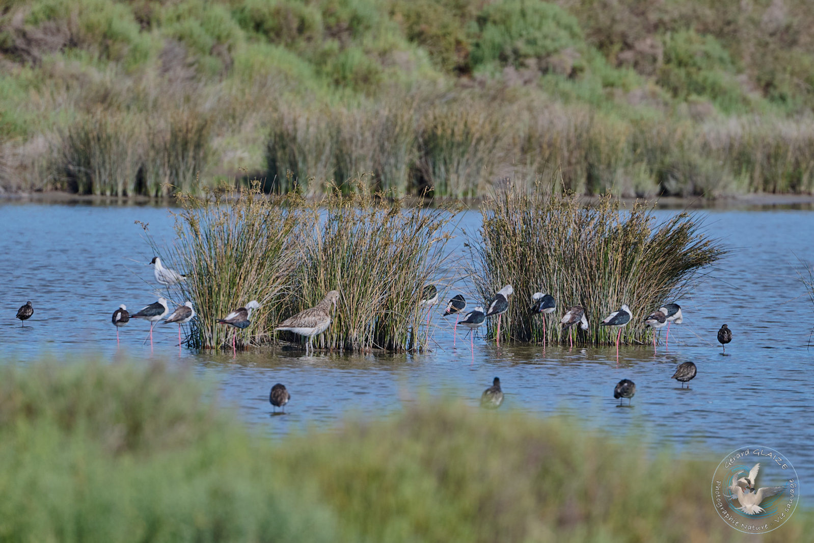 Favorites 2024 - Echasses blanches - Black-winged Stilt