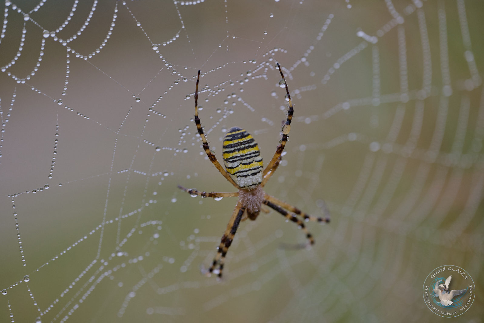 Favorites 2024 - Argiope frelon - Spider