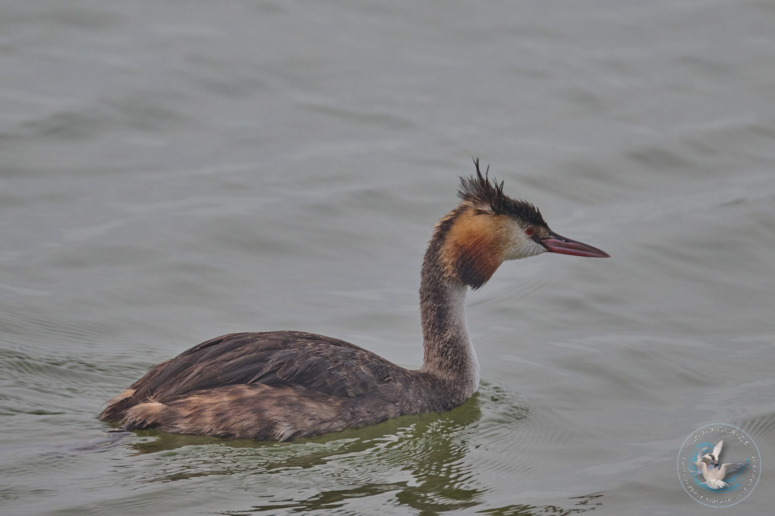 Favorites 2024 - Grèbe huppé - Great Crested Grebe