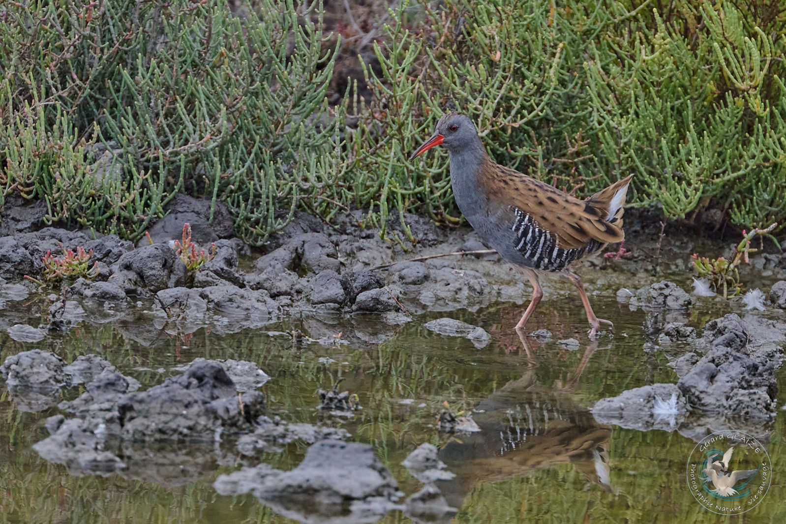 Favorites 2024 - Râle d'eau - Water rail