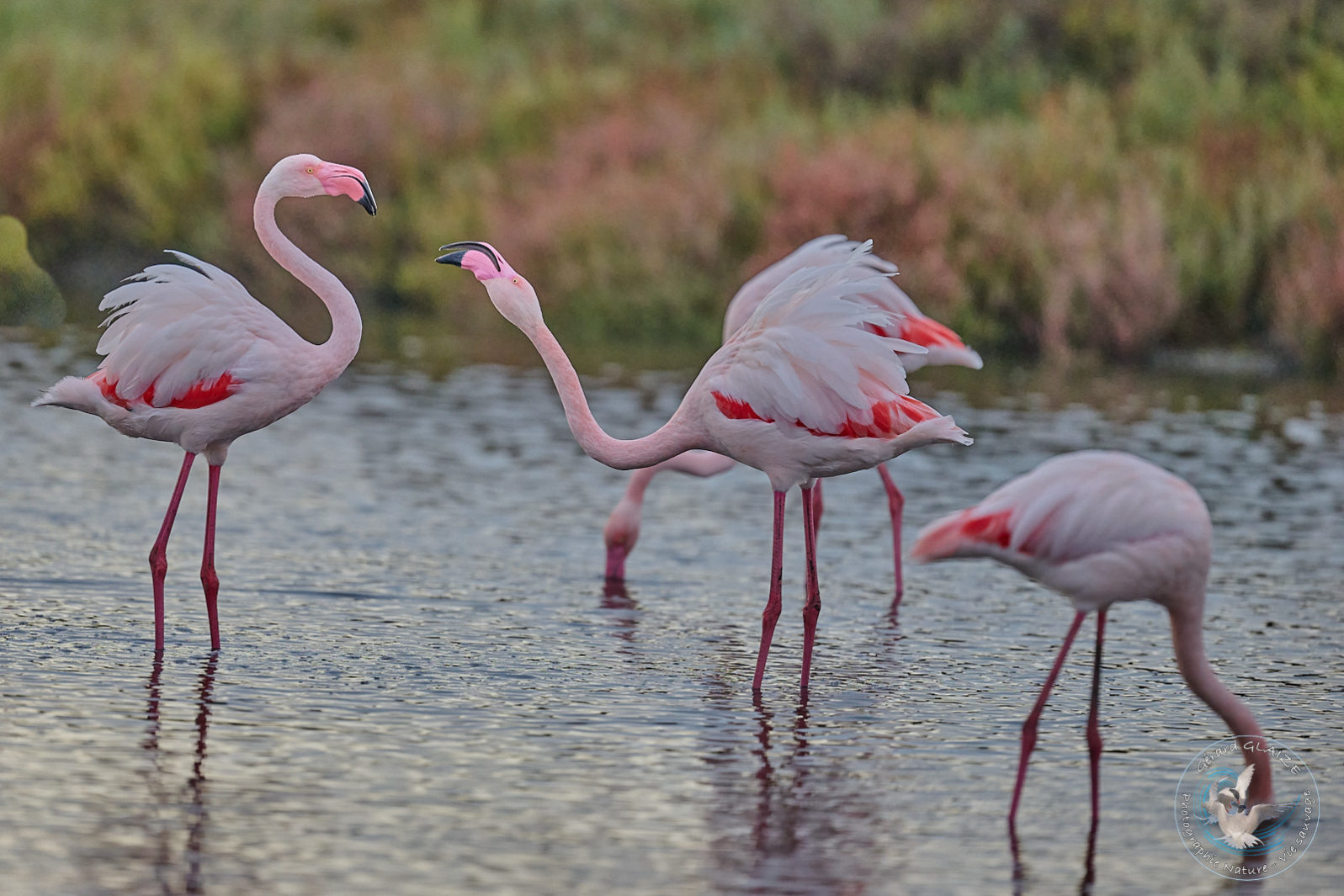 Favorites 2024 - Flamant rose - Greater Flamingo