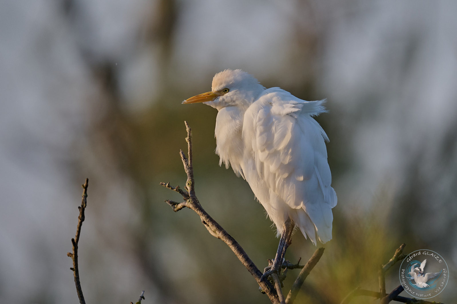 Favorites 2024 - Héron garde-boeufs - Western Cattle Egret