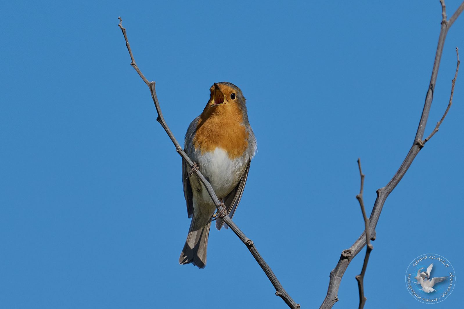 Favorites 2024 - Rougegorge familier - European Robin