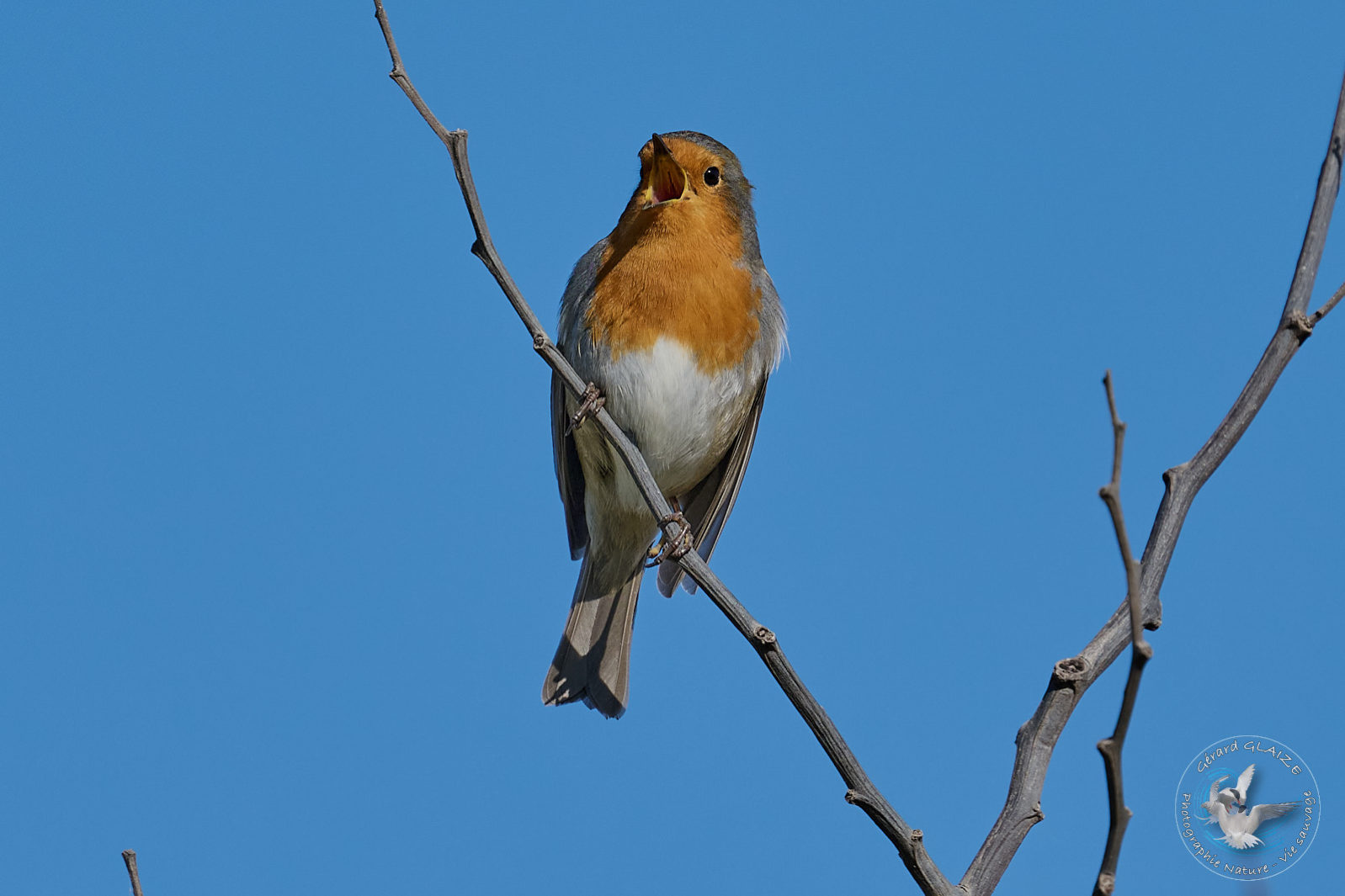 Rougegorge familier - European Robin