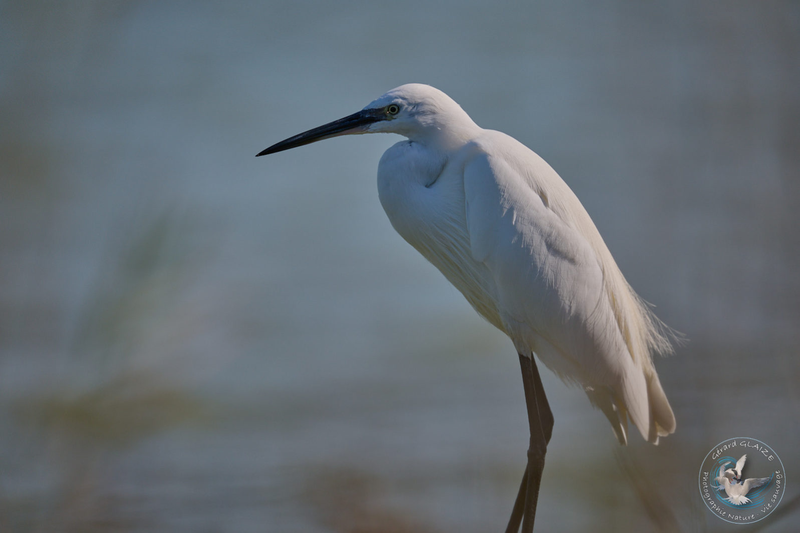 Aigrette Garzette - Little Egret