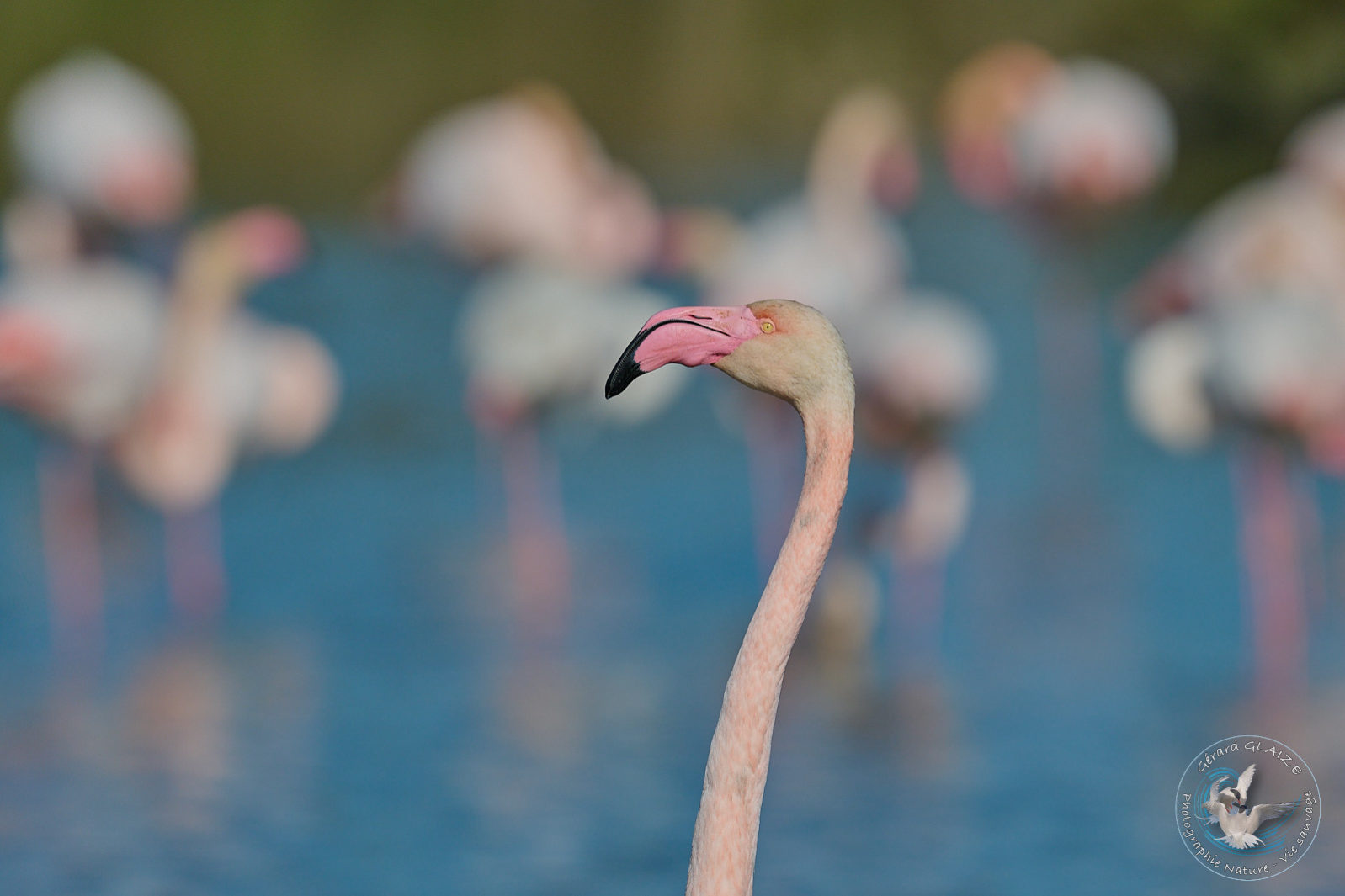 Flamant rose - Greater flamingo