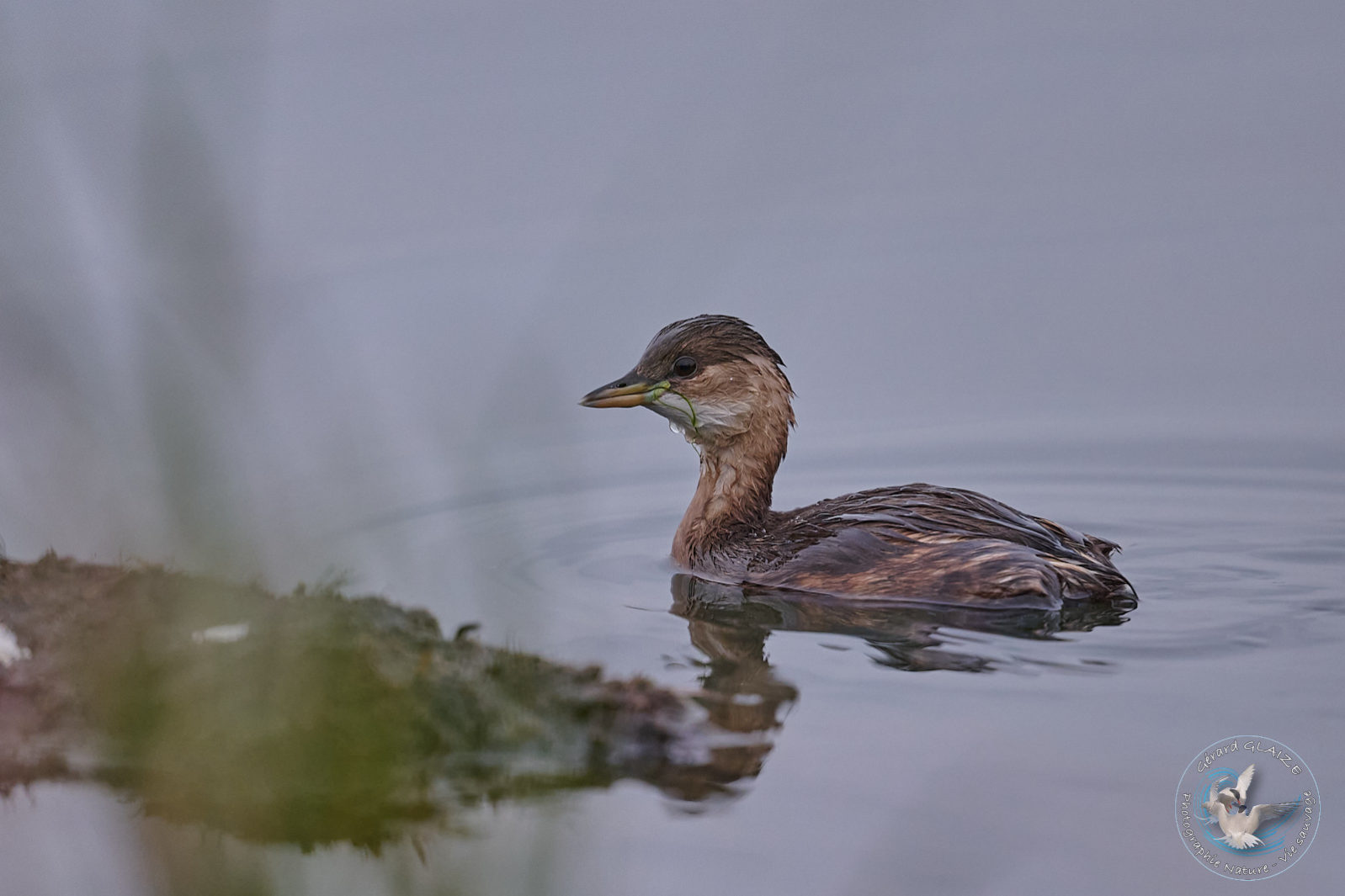 Grèbe Castagneux - Little Grebe