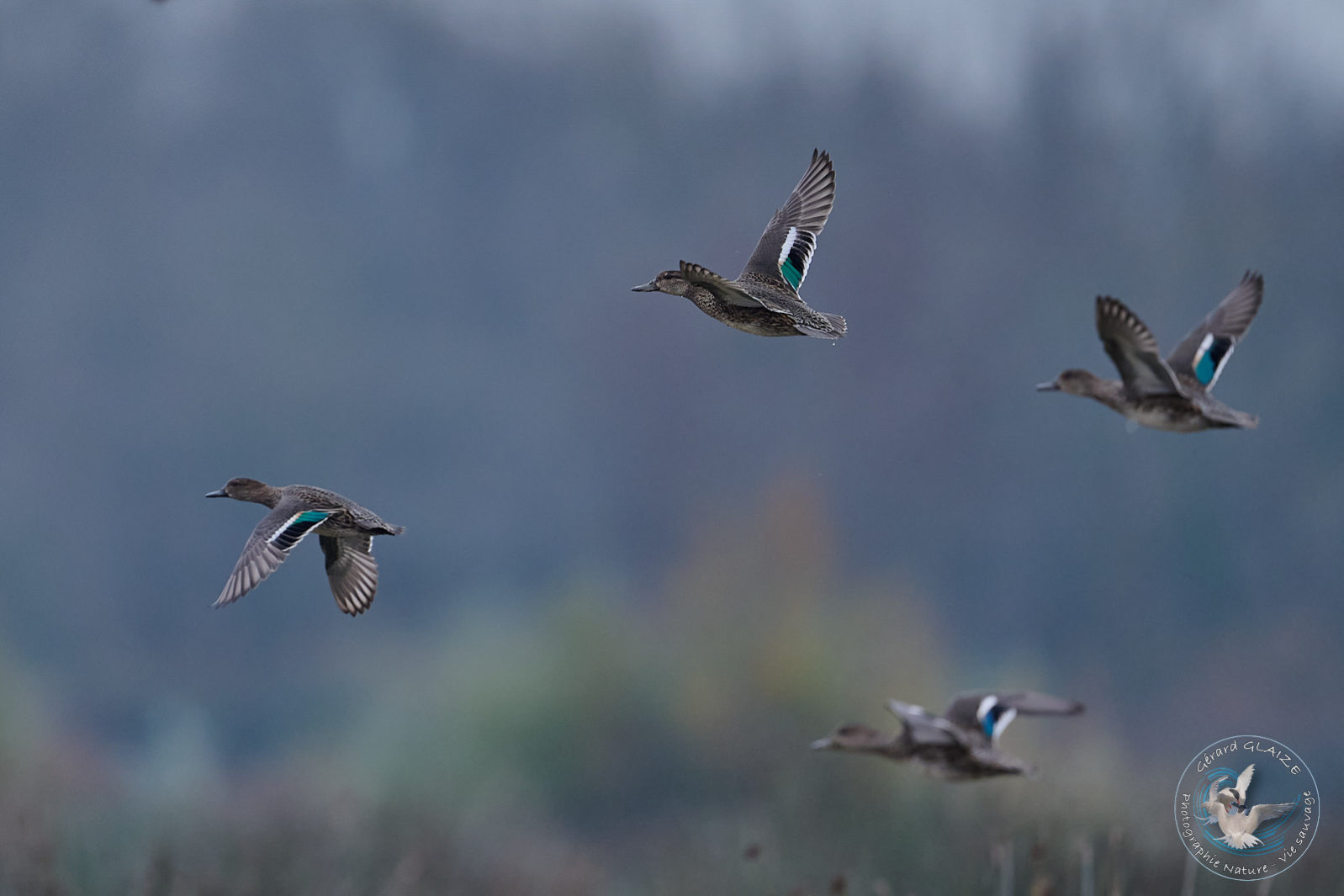 Canards en vol - Ducks in flight