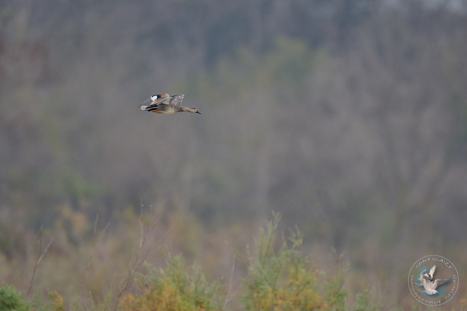 Canard en vol - Duck in flight