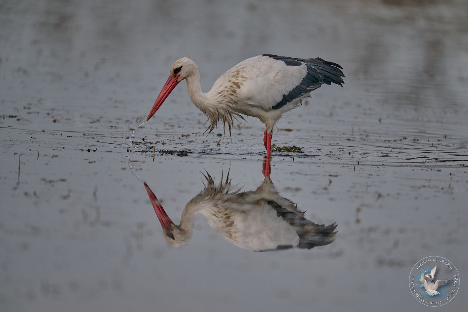 Cigogne blanche - White Stork