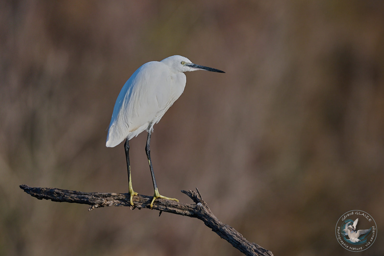 Aigrette Garzette - Little Egret