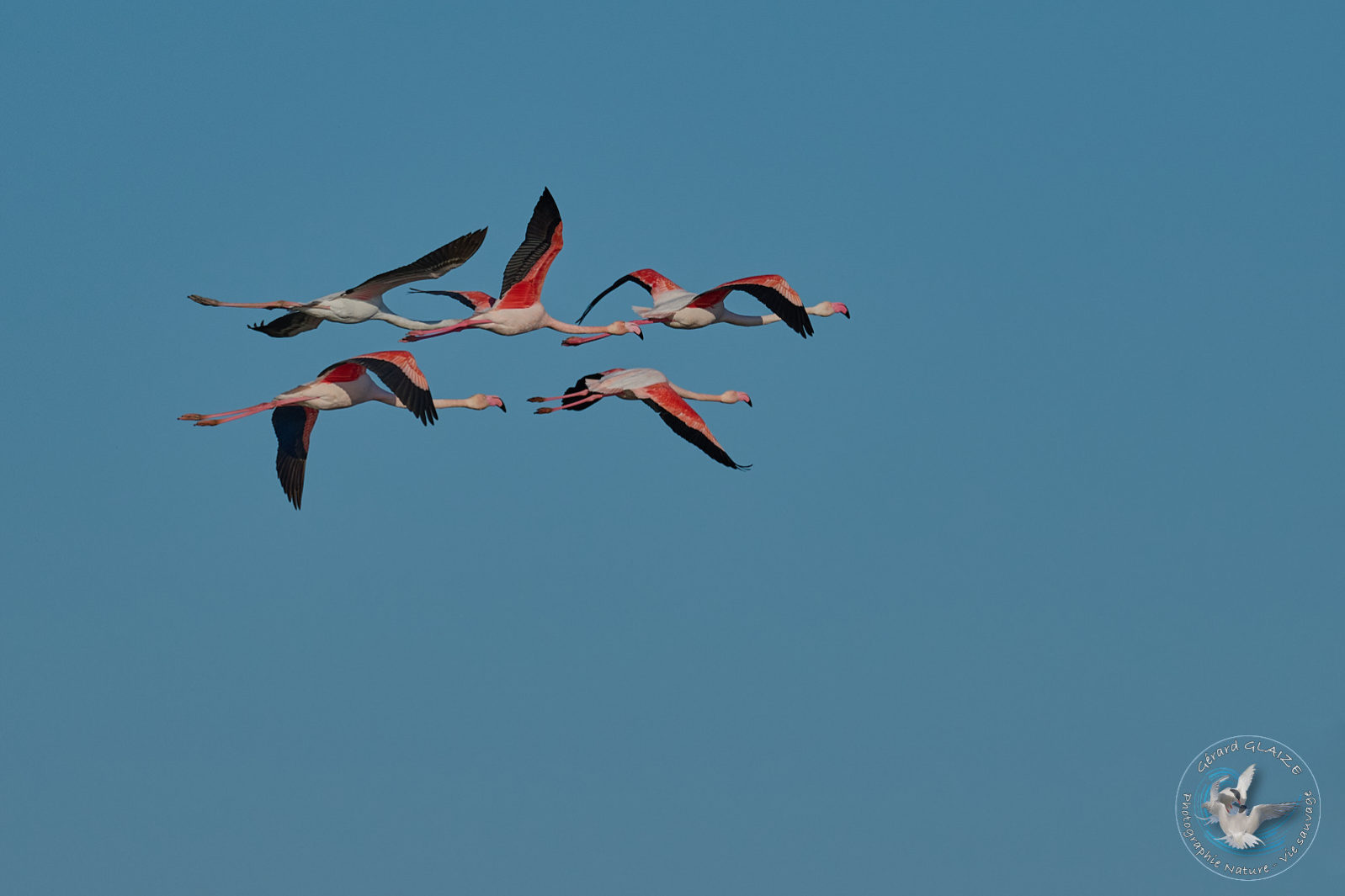 Flamants roses en vol - Greater Flamingos in flight