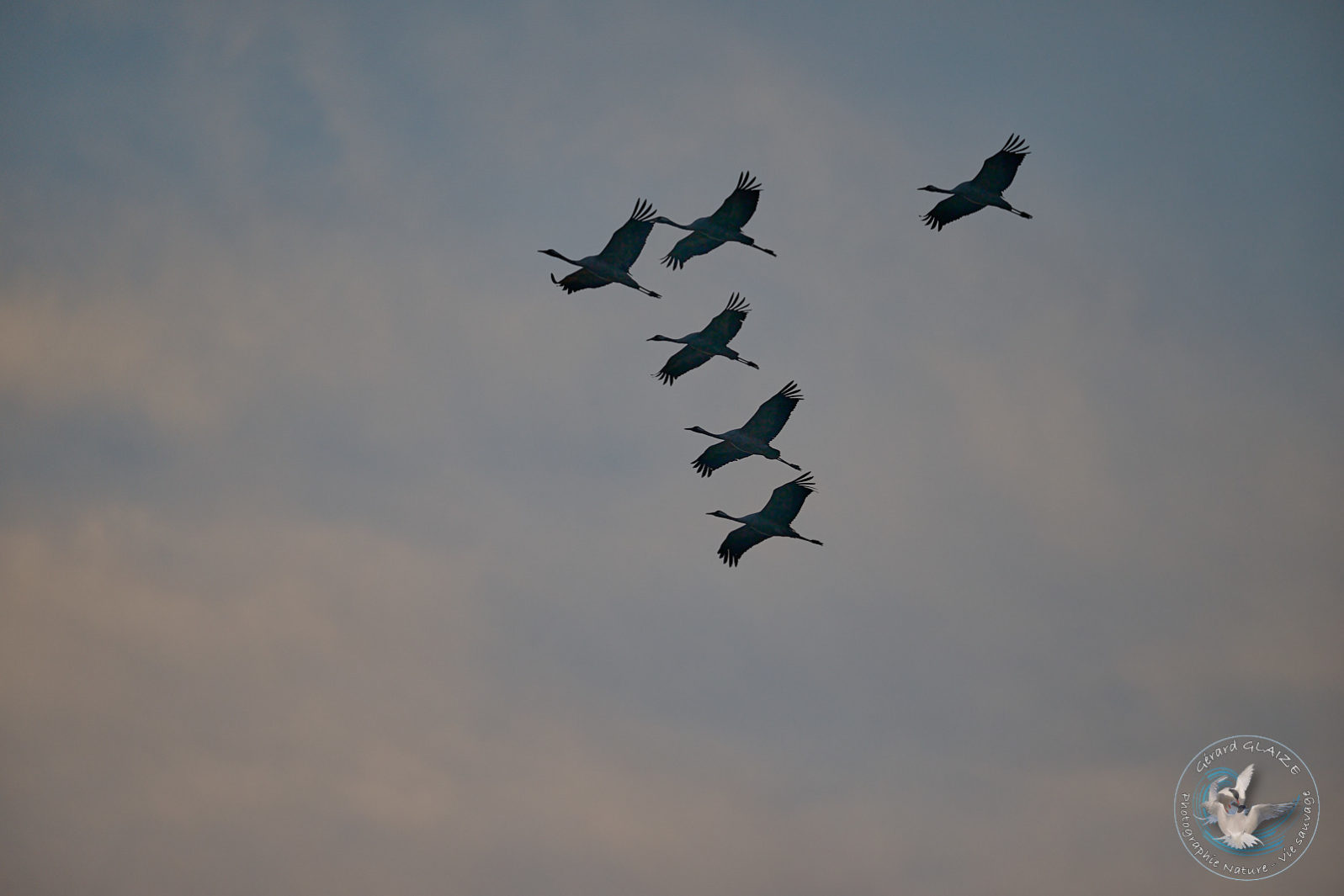 Grues cendrées en vol - Common Cranes in flight