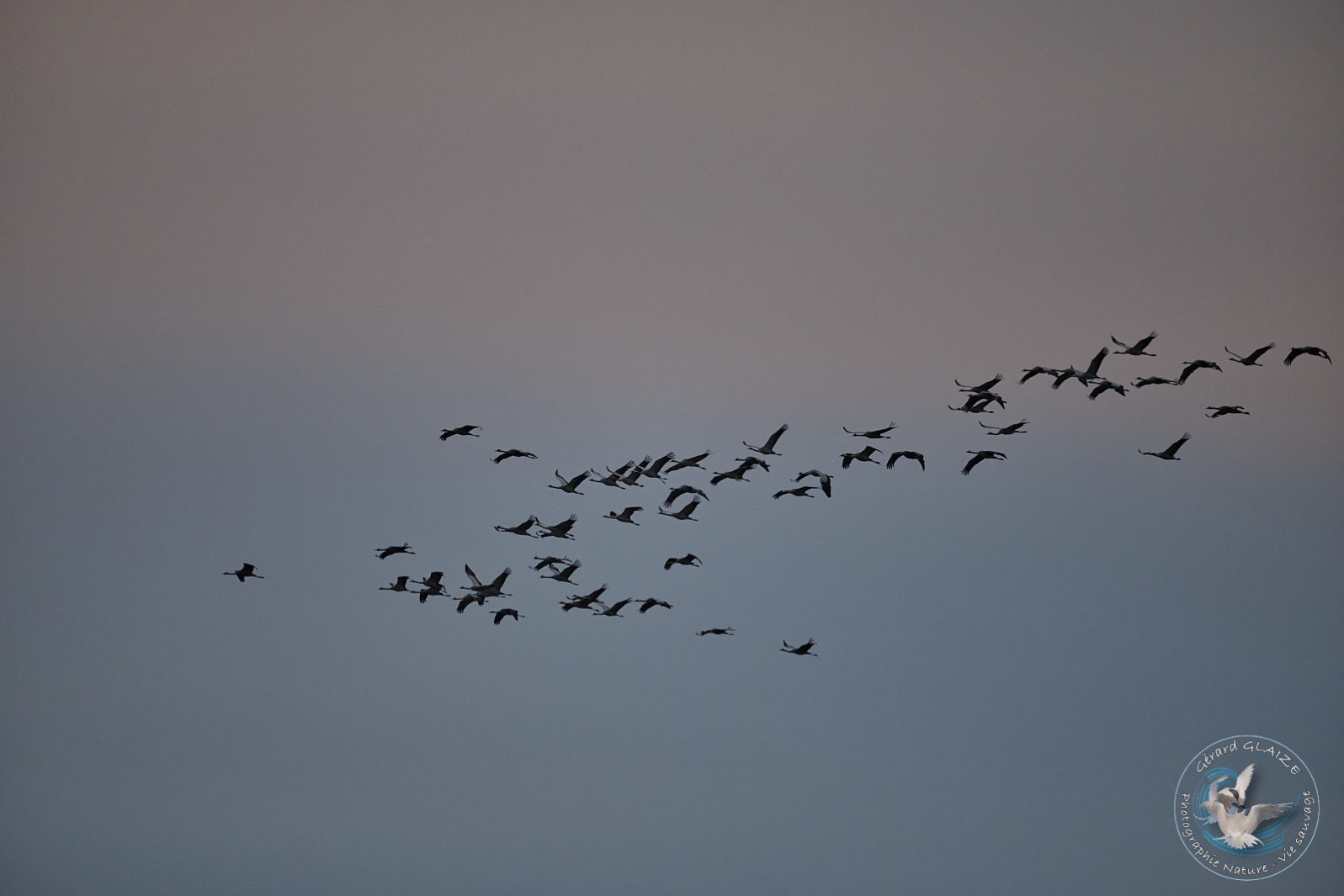 Grues cendrées en vol - Common Cranes in flight