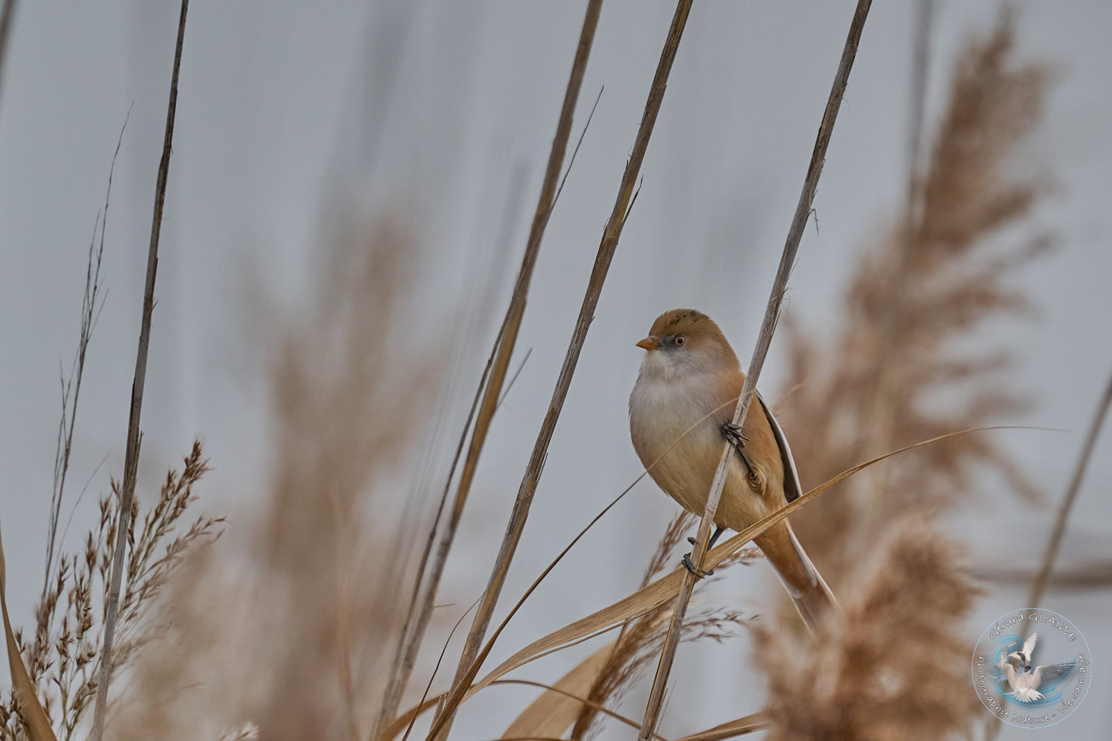 Panure à moustaches - Bearded Reedling