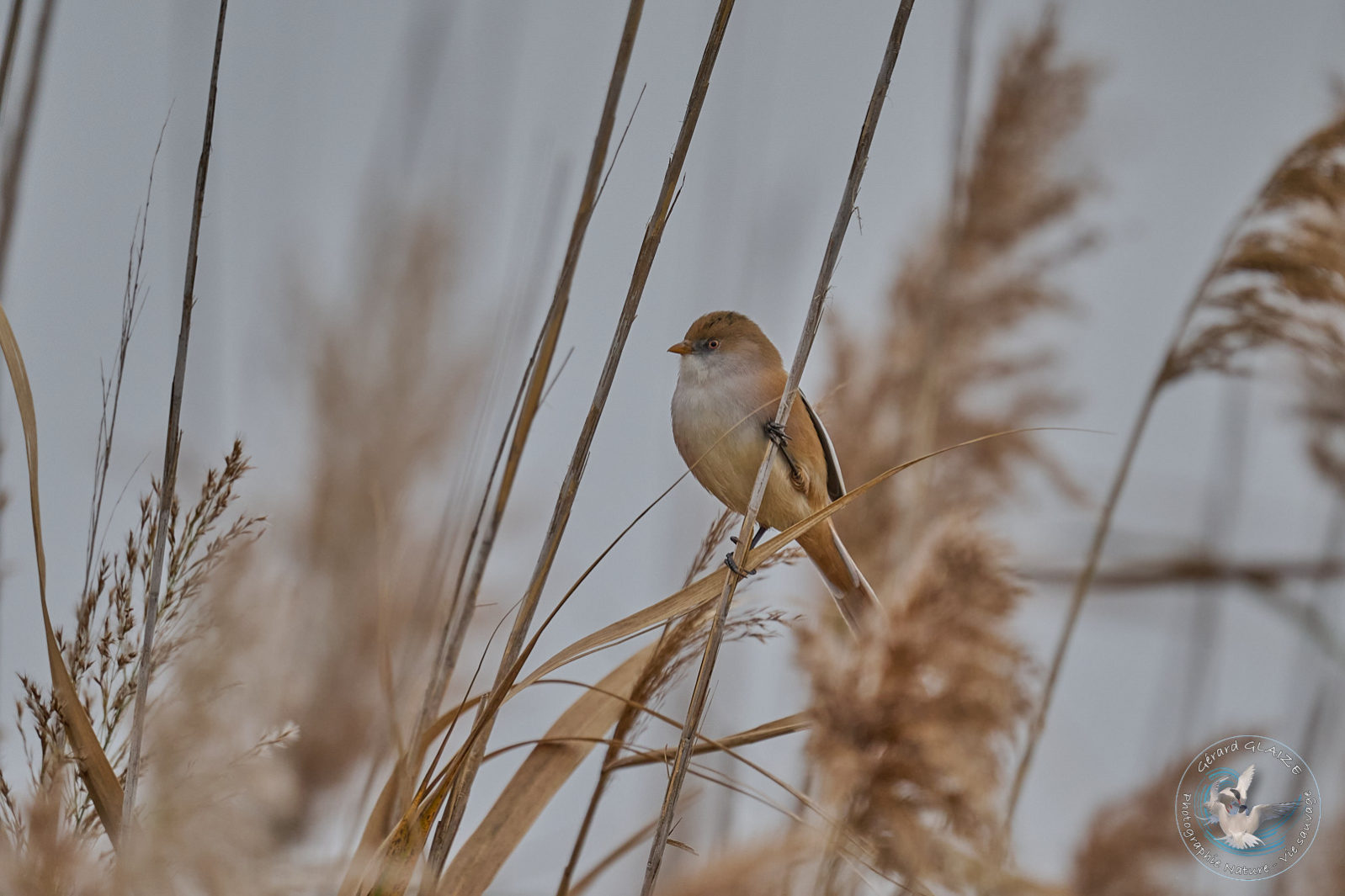 Panure à moustaches - Bearded Reedling