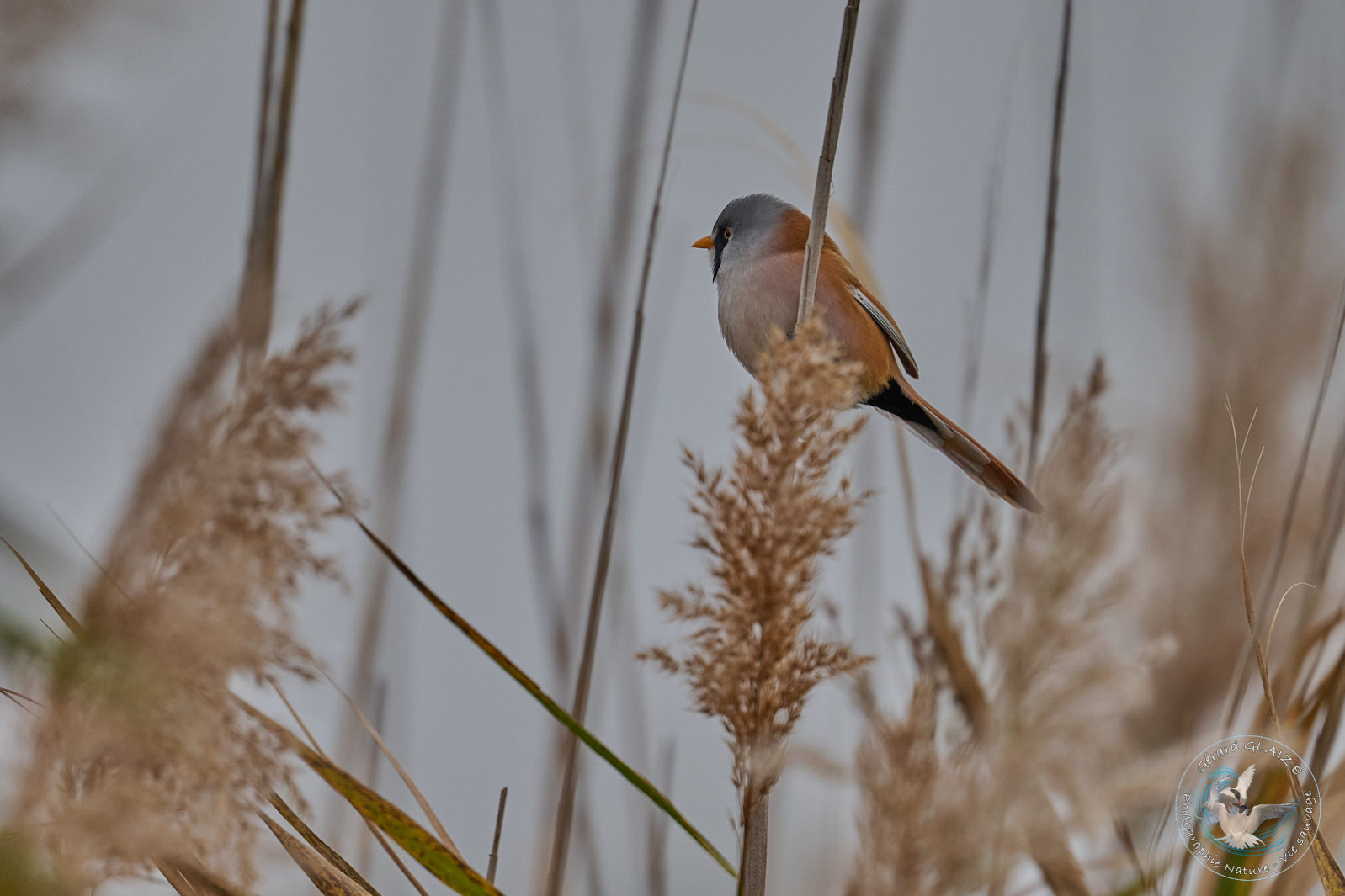 Panure à moustaches - Bearded Reedling