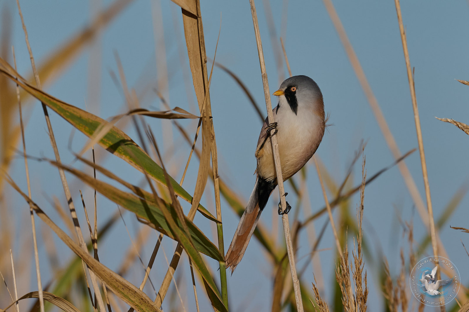 Panure à moustaches - Bearded Reedling