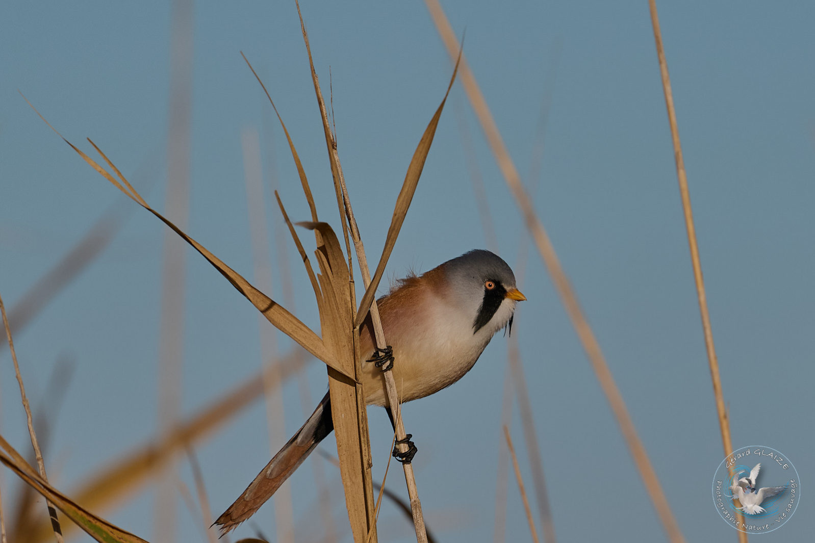 Panure à moustaches - Bearded Reedling