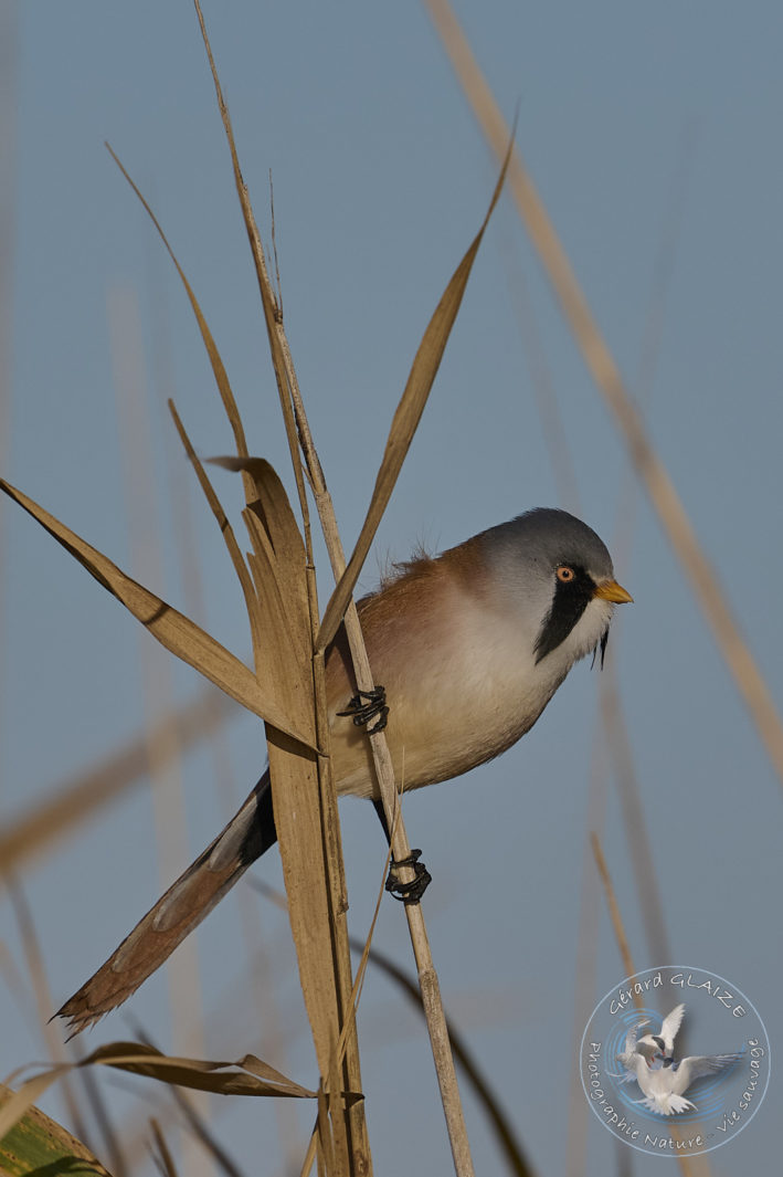 Panure à moustaches - Bearded Reedling