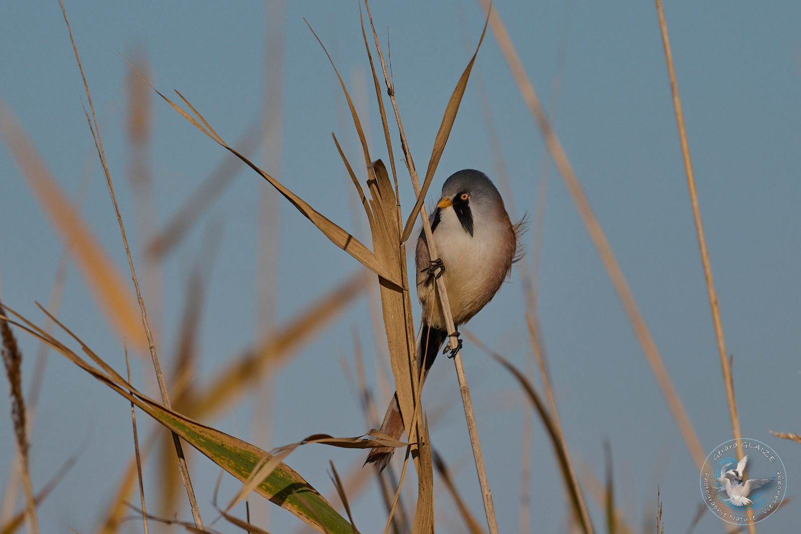 Panure à moustaches - Bearded Reedling