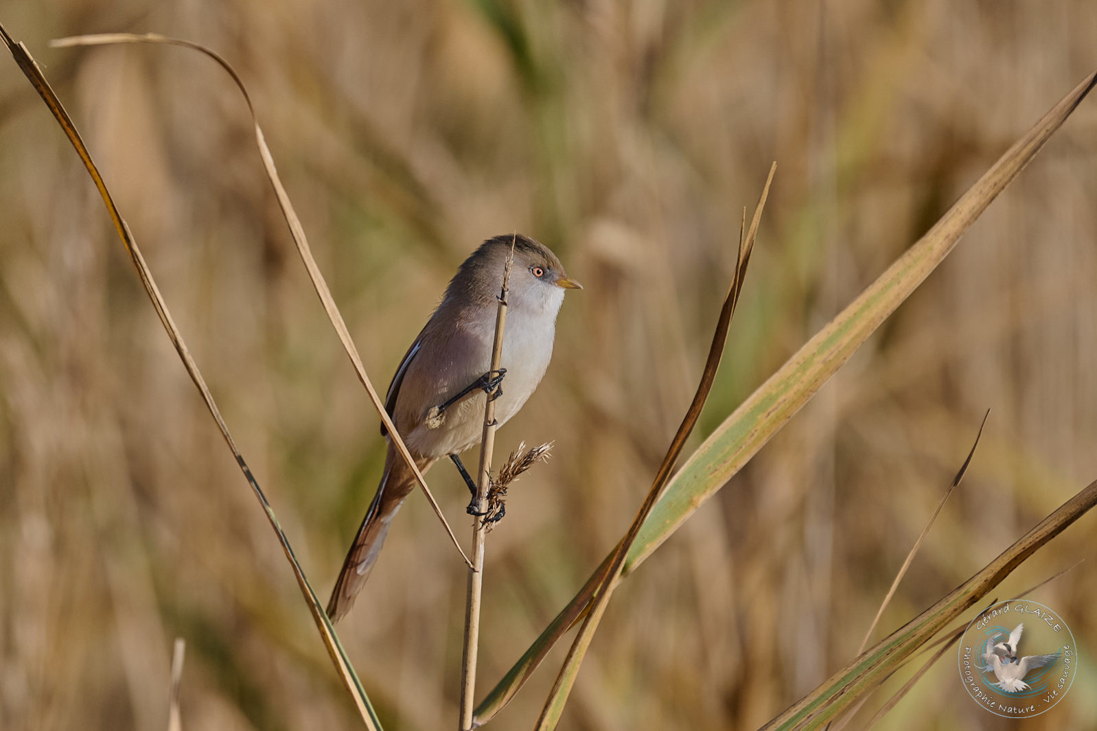 Panure à moustaches - Bearded Reedling