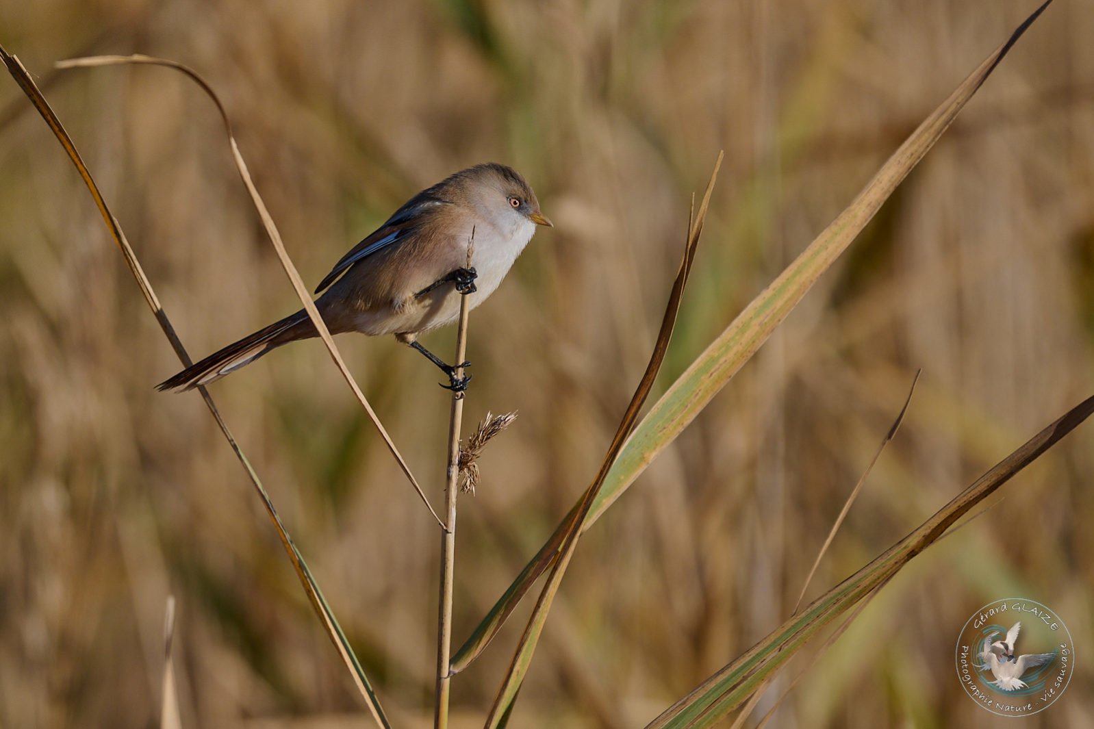 Panure à moustaches - Bearded Reedling