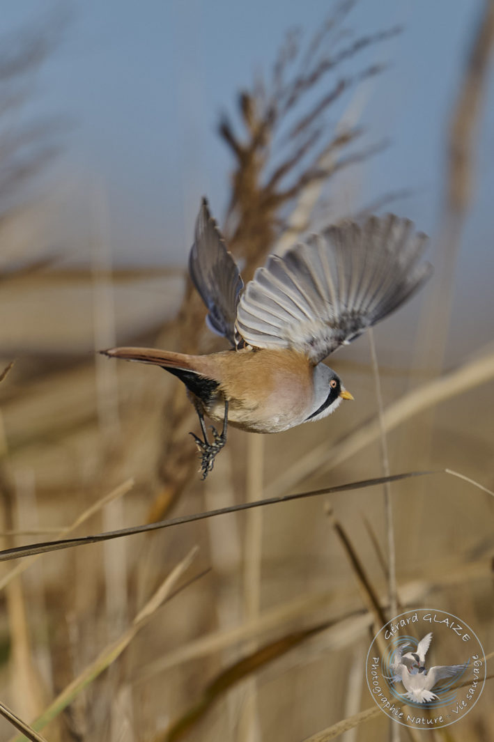 Panure à moustaches - Bearded Reedling