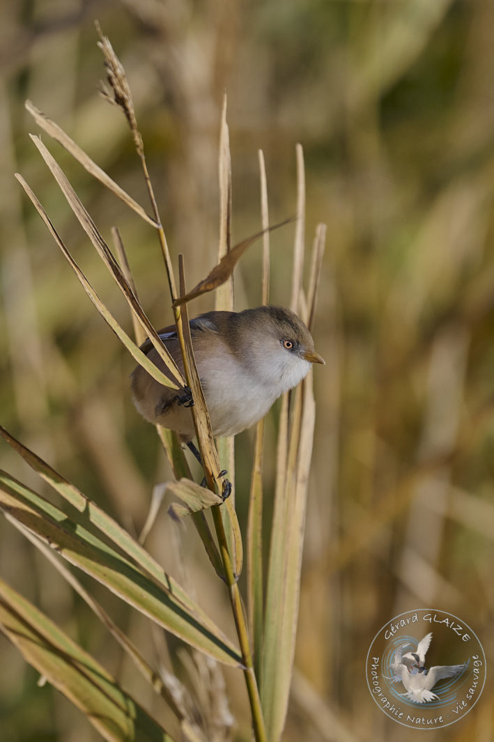 Panure à moustaches - Bearded Reedling