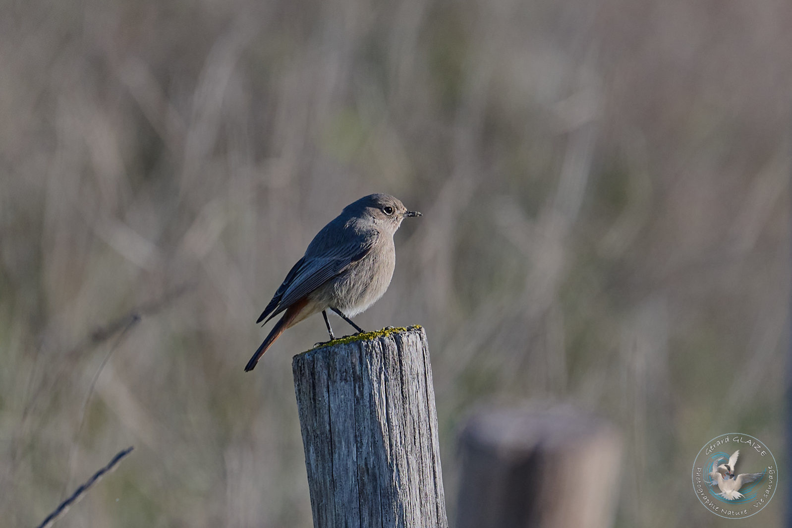 Rouge queue noir - Black Redstart