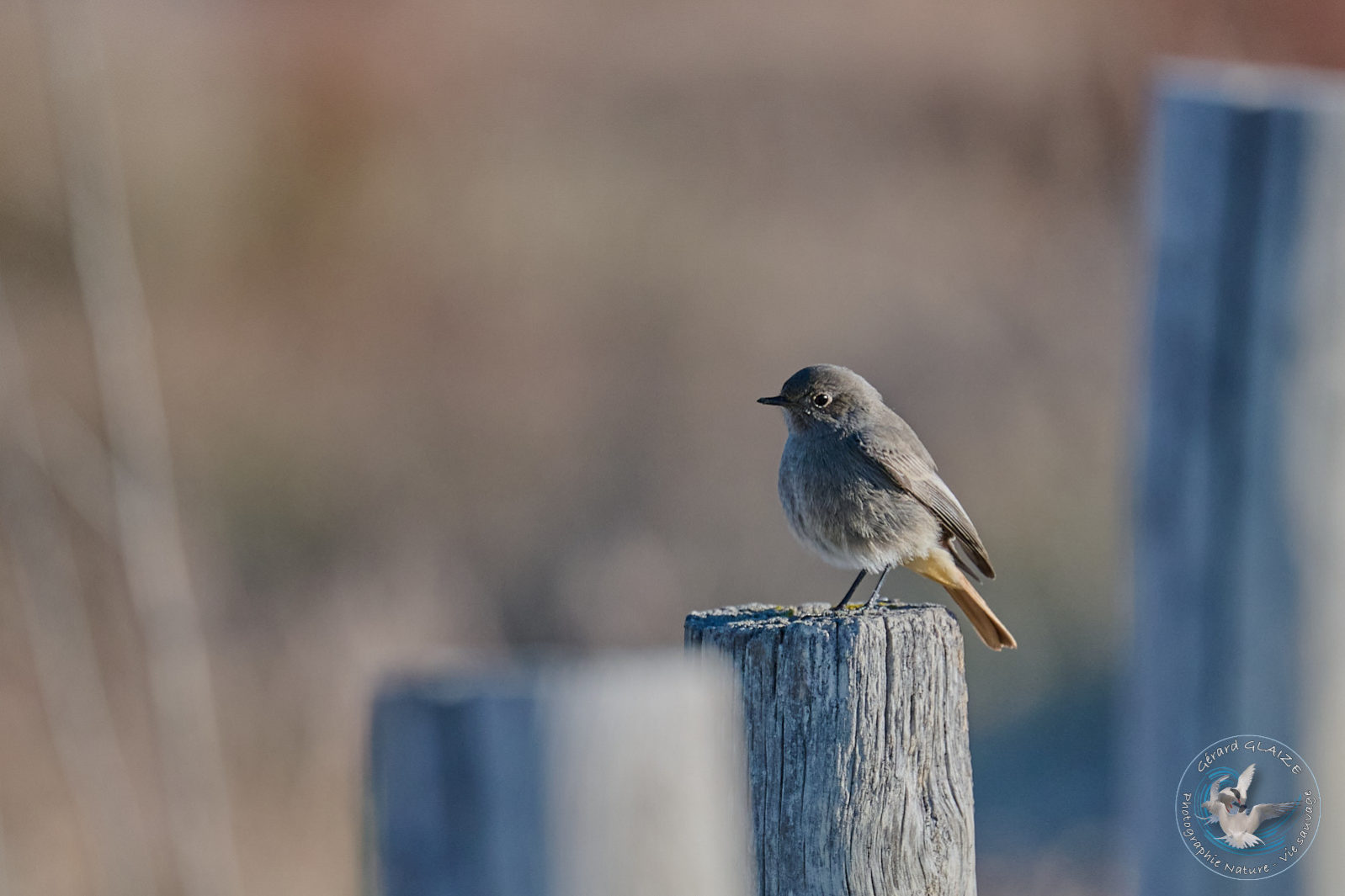 Rouge queue noir - Black Redstart