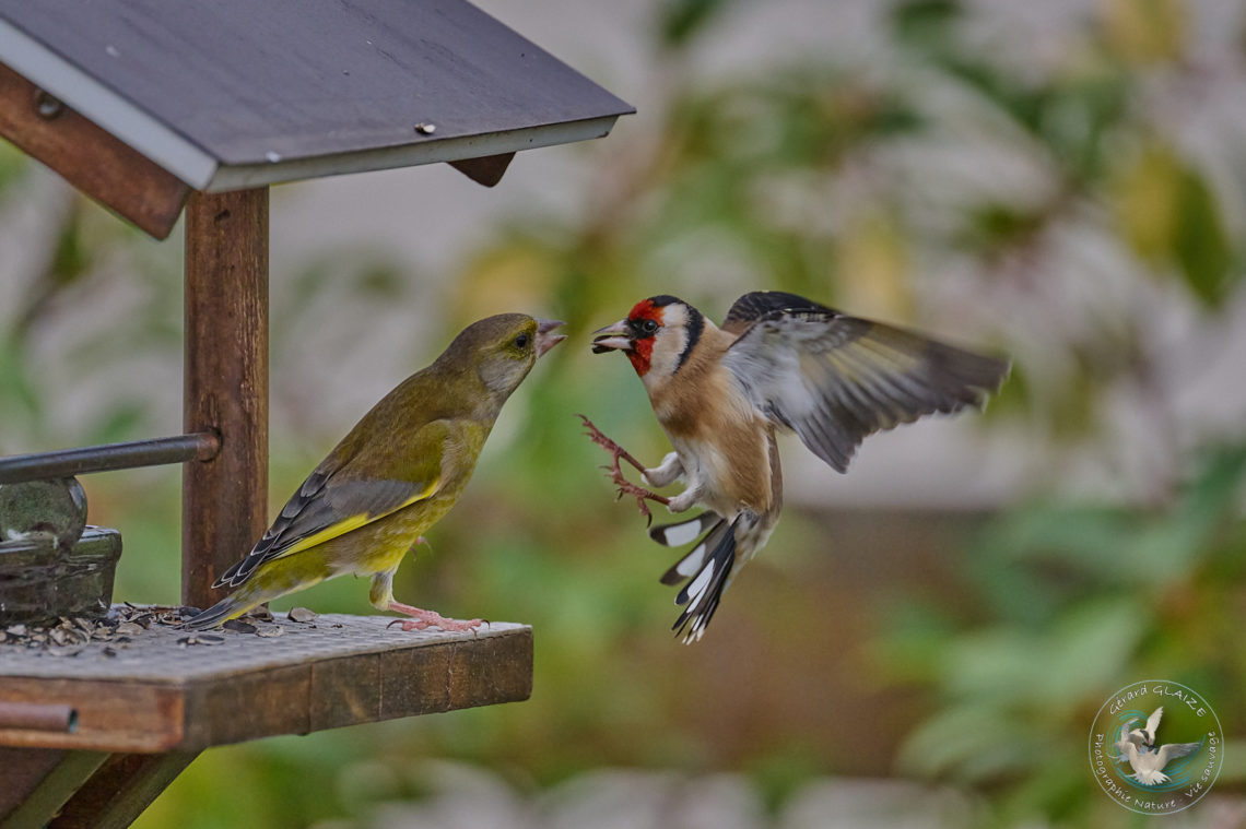 Querelle à la mangeoire entre Verdier & Chardonneret - Quarrel at the feeder between European Greenfinch & Goldfinch