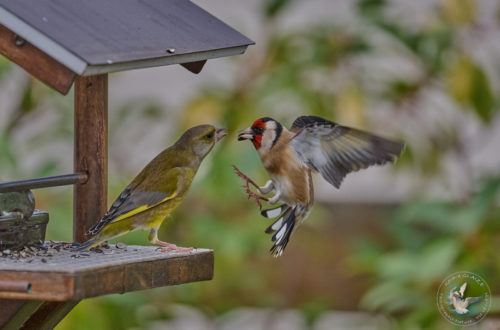 Querelle à la mangeoire entre Verdier & Chardonneret - Quarrel at the feeder between European Greenfinch & Goldfinch