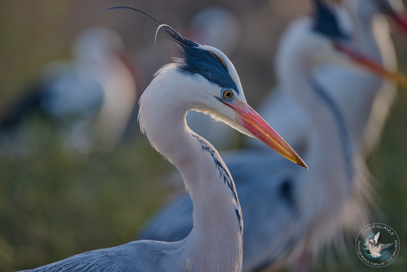 Favorites 2024 - Héron cendré - Grey heron