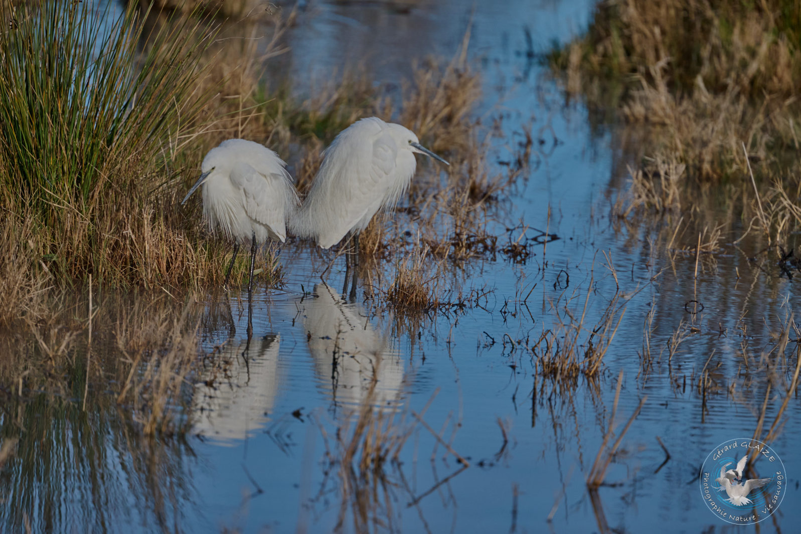 Favorites 2024 - Aigrette Garzette - Little Egret