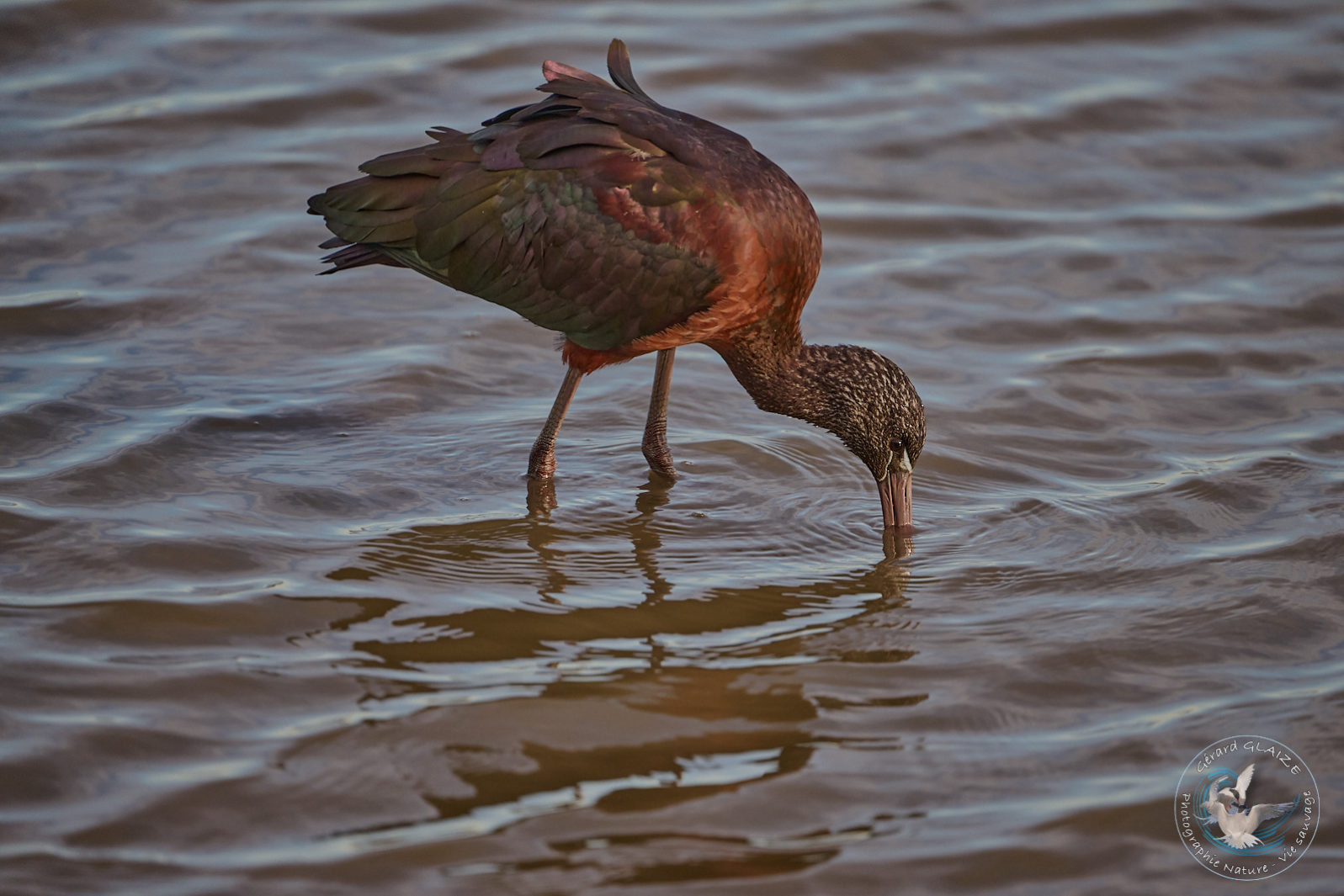 Favorites 2024 - Ibis Falcinelle - Glossy Ibis